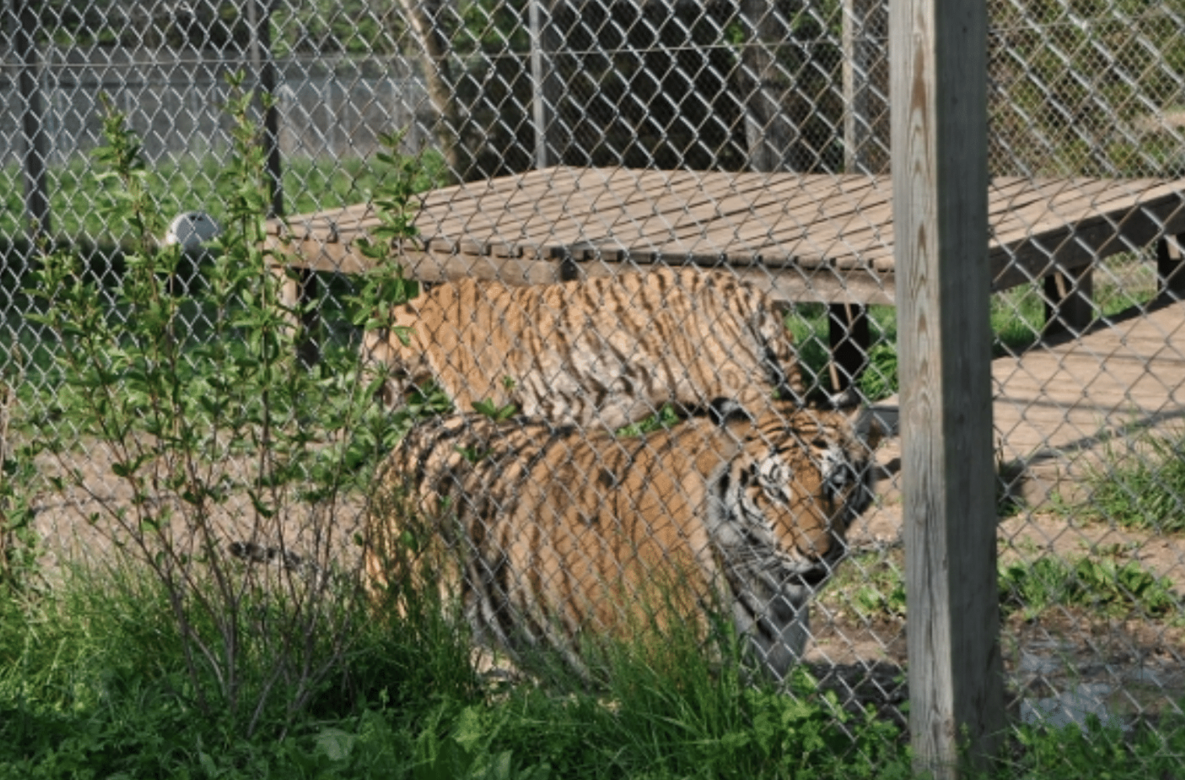exotic animals 2